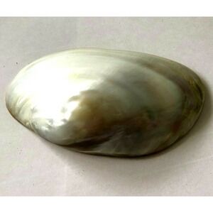 Mother of Pearl Hawaii Sea Shell Buckle Vintage 4.5"